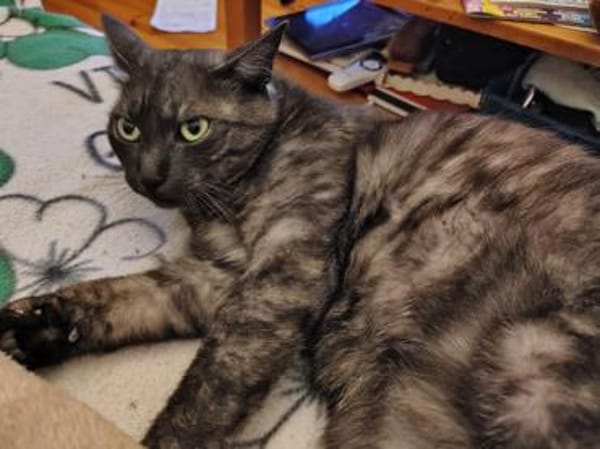 Fiola sucht ruhiges liebevolles Zuhause