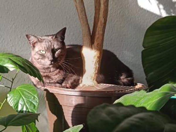 Fiola sucht ruhiges liebevolles Zuhause