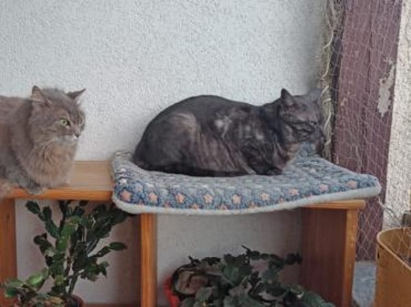Fiola sucht ruhiges liebevolles Zuhause