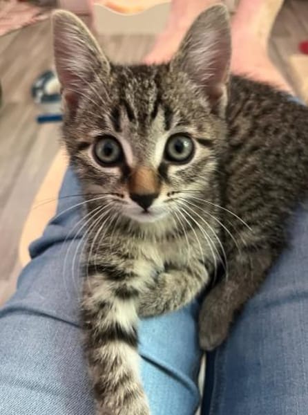 Daisy sucht ein liebevolles Zuhause