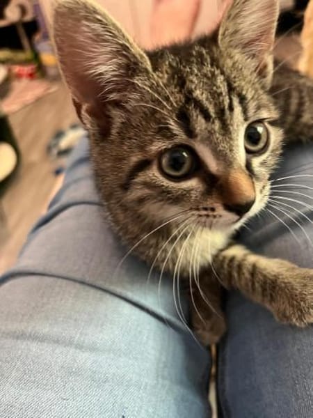 Daisy sucht ein liebevolles Zuhause