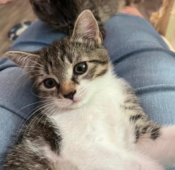 Darcy sucht ein liebevolles Zuhause