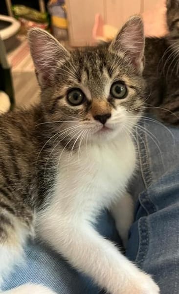 Darcy sucht ein liebevolles Zuhause