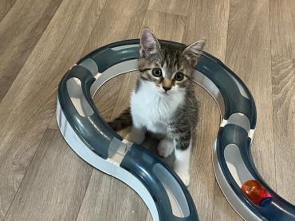 Darcy sucht ein liebevolles Zuhause