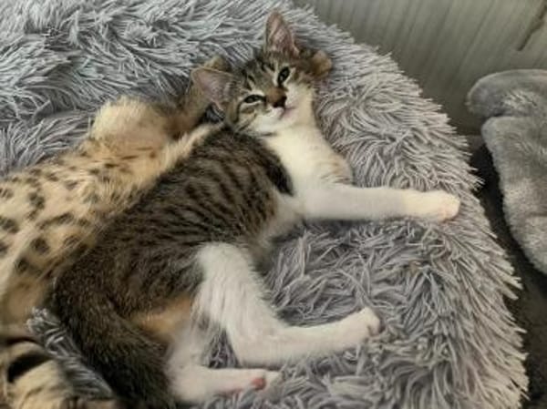Darcy sucht ein liebevolles Zuhause