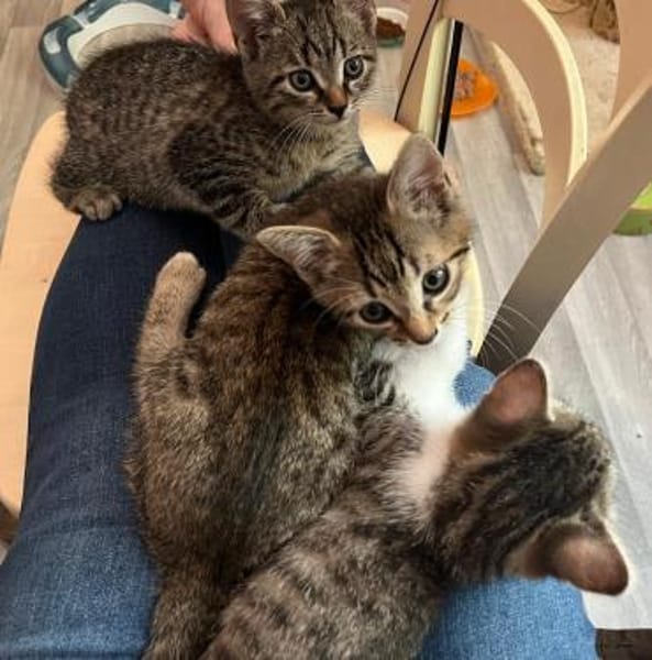 Darcy sucht ein liebevolles Zuhause