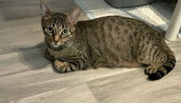 Dori sucht ein liebevolles Zuhause