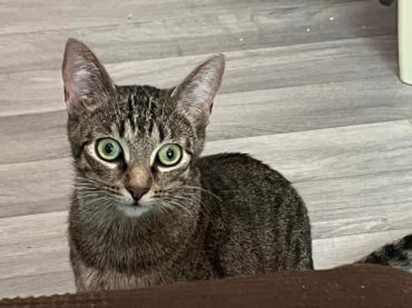 Dori sucht ein liebevolles Zuhause