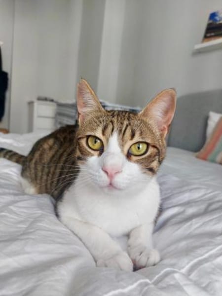 Sparky, verspielter Kuschelbär, ca. 1 Ja