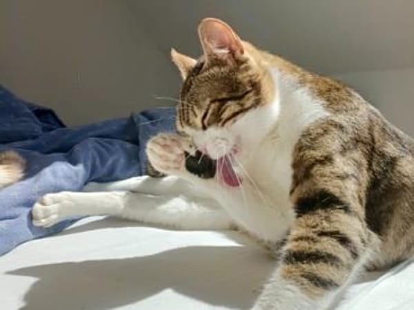 Sparky, verspielter Kuschelbär, ca. 1 Ja