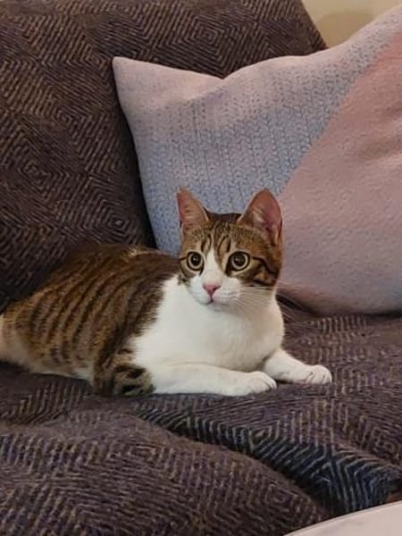 Sparky, verspielter Kuschelbär, ca. 1 Ja