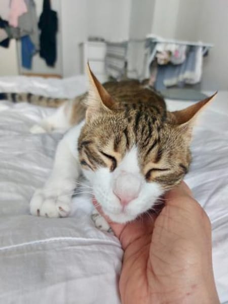Sparky, verspielter Kuschelbär, ca. 1 Ja