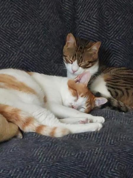 Sparky, verspielter Kuschelbär, ca. 1 Ja