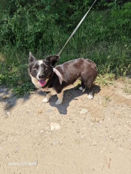 Tolles liebes Mädchen sucht Zuhause