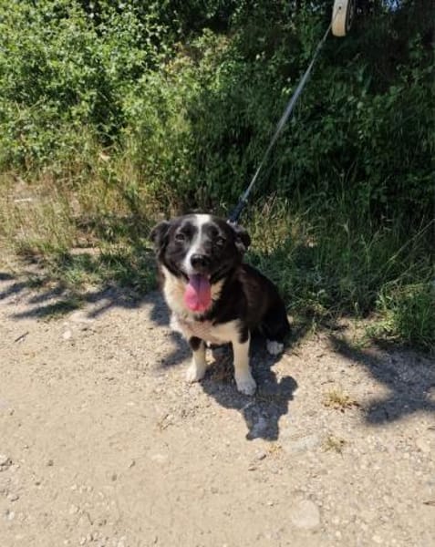 Tolles liebes Mädchen sucht Zuhause