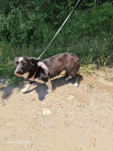 Tolles liebes Mädchen sucht Zuhause