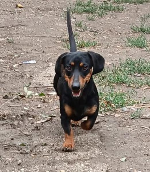 Liebenswerter Ceno sucht Familie