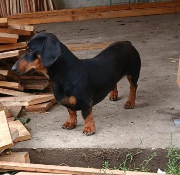 Liebenswerter Ceno sucht Familie