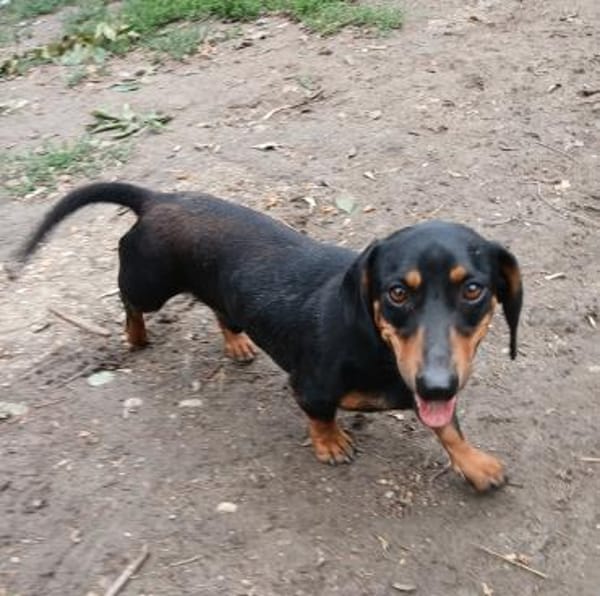 Liebenswerter Ceno sucht Familie