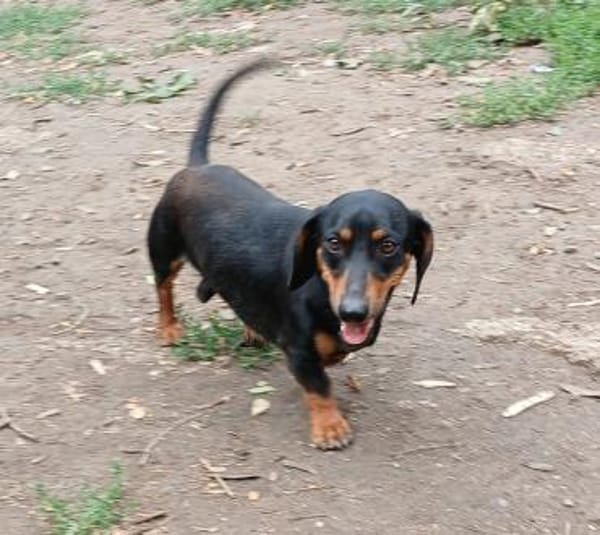 Liebenswerter Ceno sucht Familie