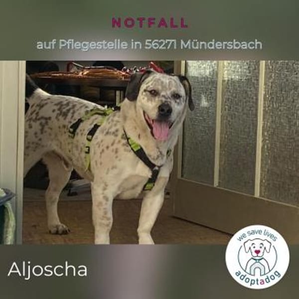 Aljoscha: beeindruckend charismatisch DE