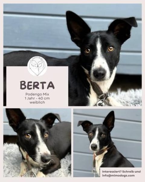 Berta: Engel auf 4 Pfoten - Podenco-Mix