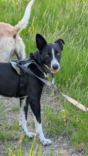 Berta: Engel auf 4 Pfoten - Podenco-Mix