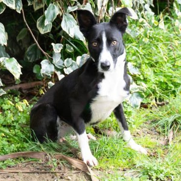 Berta: Engel auf 4 Pfoten - Podenco-Mix