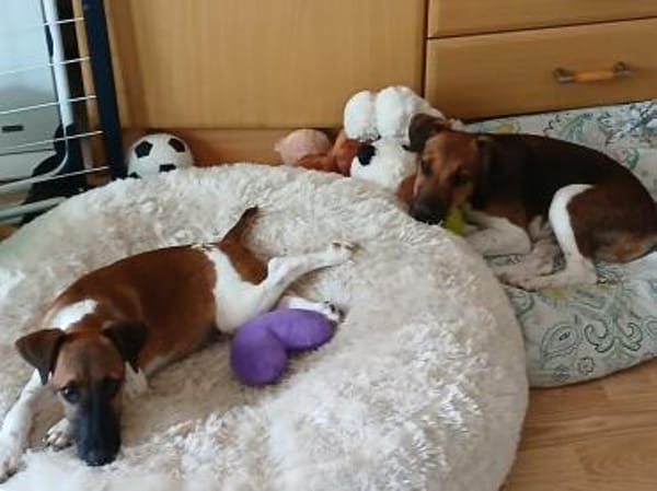 🐾🐶 Ben sucht ein liebevolles Zuhause