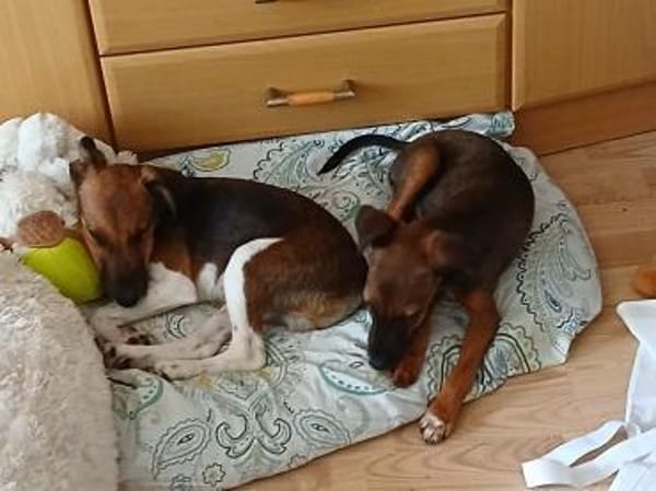 🐾🐶 Ben sucht ein liebevolles Zuhause