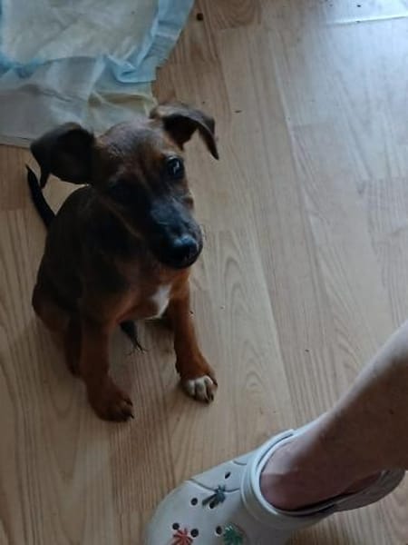 🐾🐶 Ben sucht ein liebevolles Zuhause