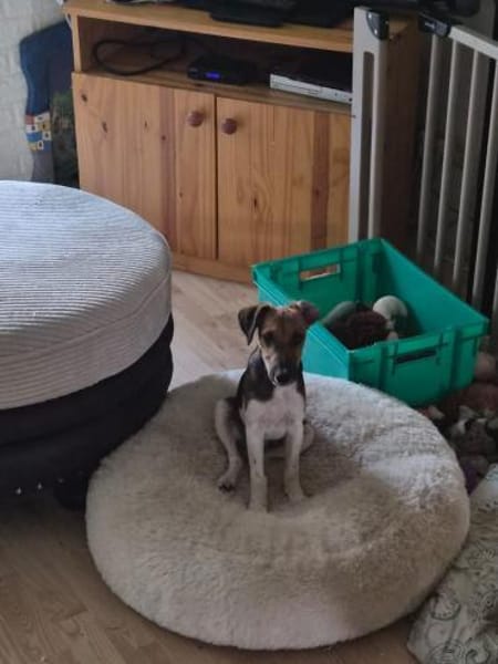 🐾🐶 Ben sucht ein liebevolles Zuhause