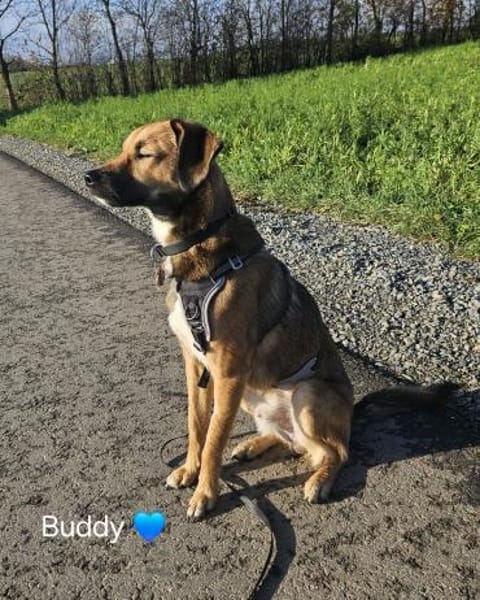 Buddy sucht sportliche Menschen.