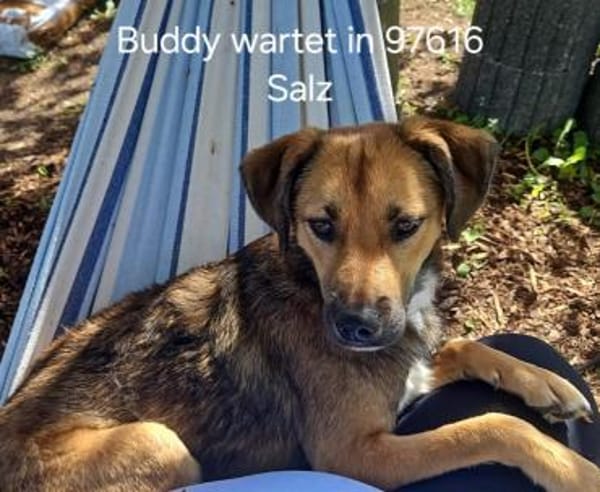 Buddy sucht sportliche Menschen.
