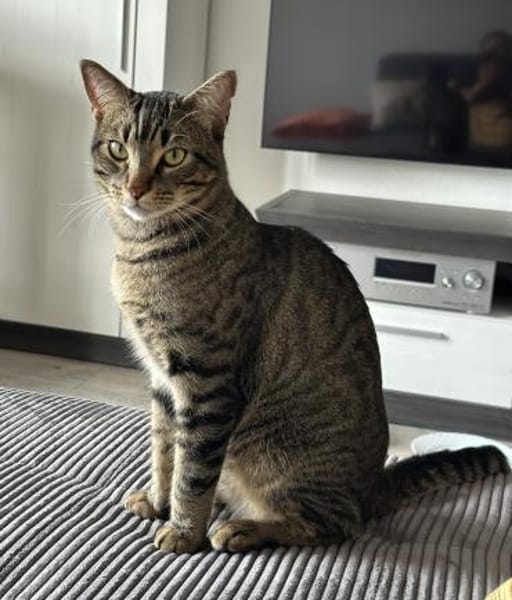 Balou sucht mit Garten oder Freigang
