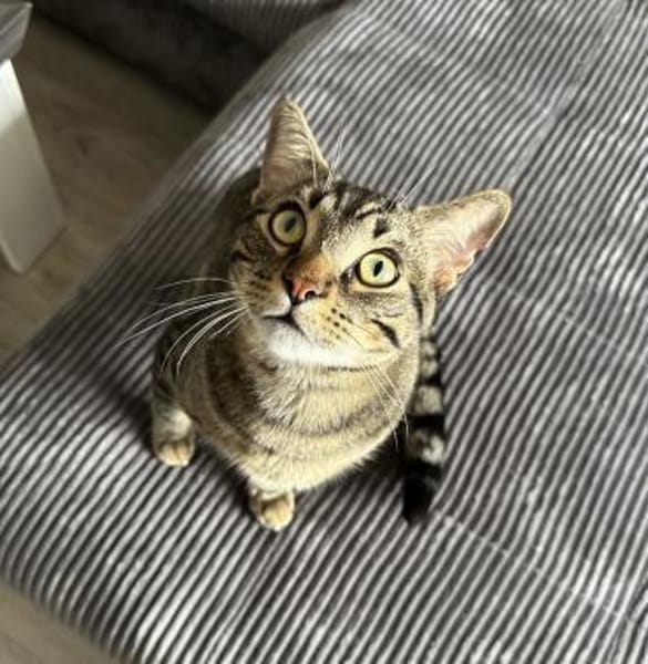 Balou sucht mit Garten oder Freigang