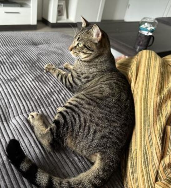 Balou sucht mit Garten oder Freigang