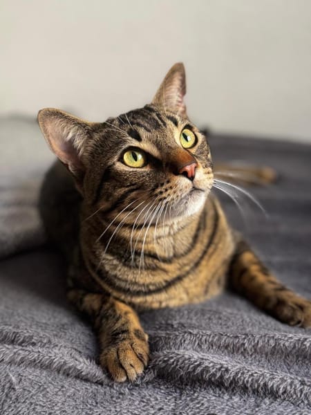 Balou sucht mit Garten oder Freigang