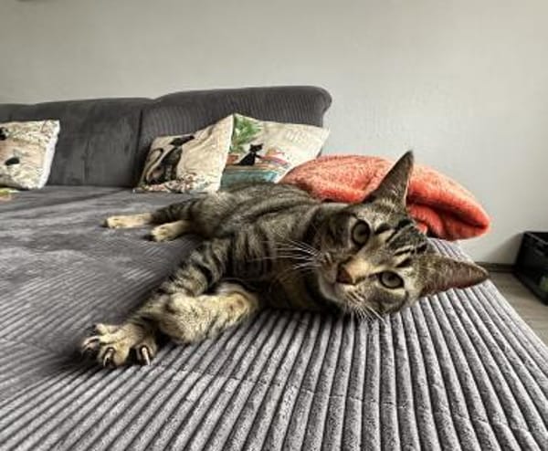 Balou sucht mit Garten oder Freigang