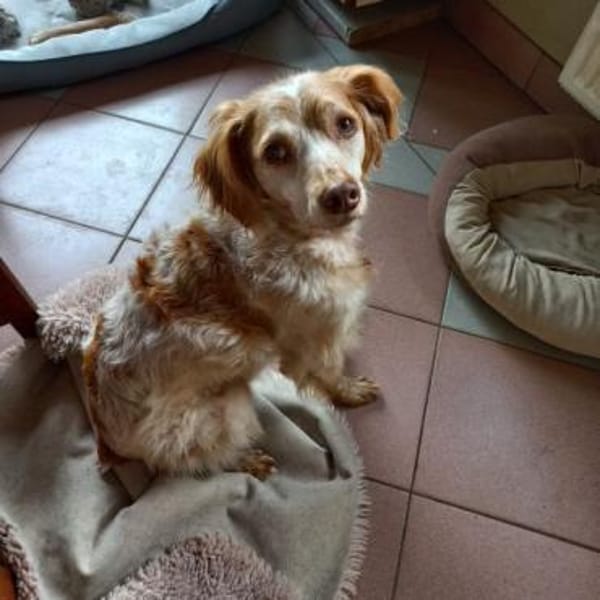 Ciela jetzt Siva - sucht neues Zuhause