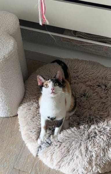 Vermittlungshilfe für Schmusekatze