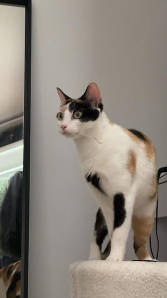 Vermittlungshilfe für Schmusekatze