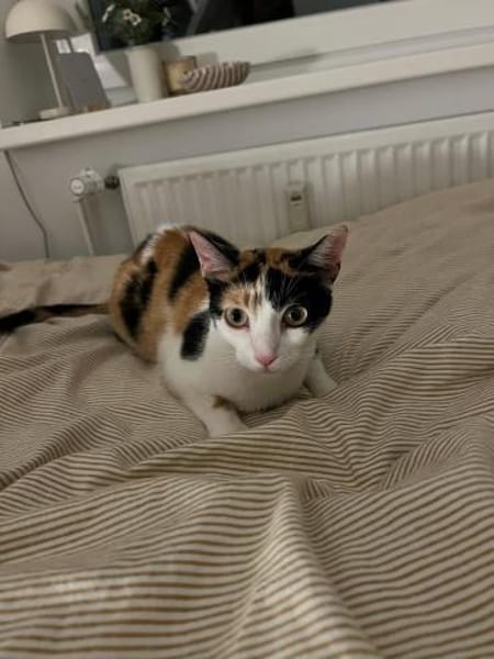 Vermittlungshilfe für Schmusekatze