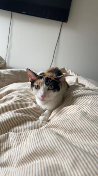 Vermittlungshilfe für Schmusekatze
