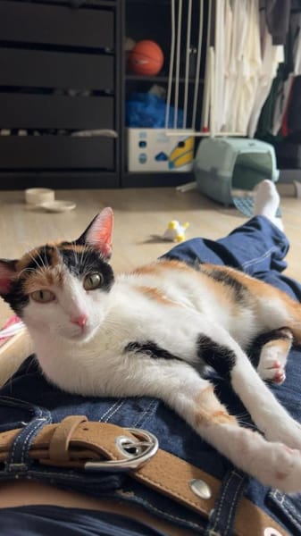 Vermittlungshilfe für Schmusekatze