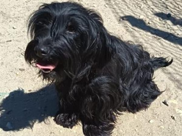 Liebenswerte Babi sucht Familie