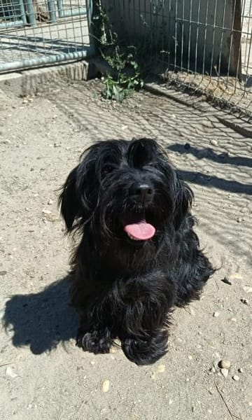 Liebenswerte Babi sucht Familie