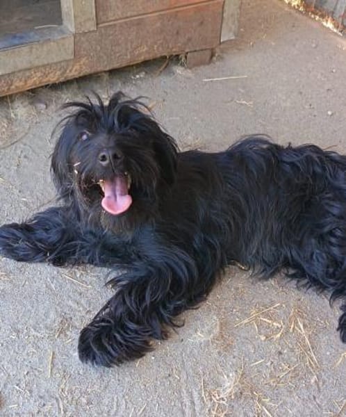 Liebenswerte Babi sucht Familie