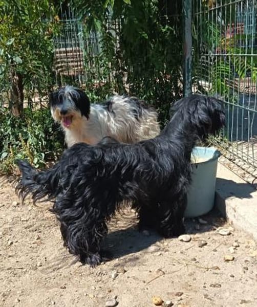 Liebenswerte Babi sucht Familie