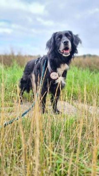 Amy - Ein bezauberndes Hundeherz